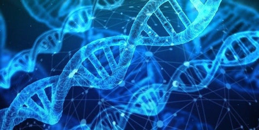 AMINOÁCIDOS, ¿SON REALMENTE NECESARIOS?