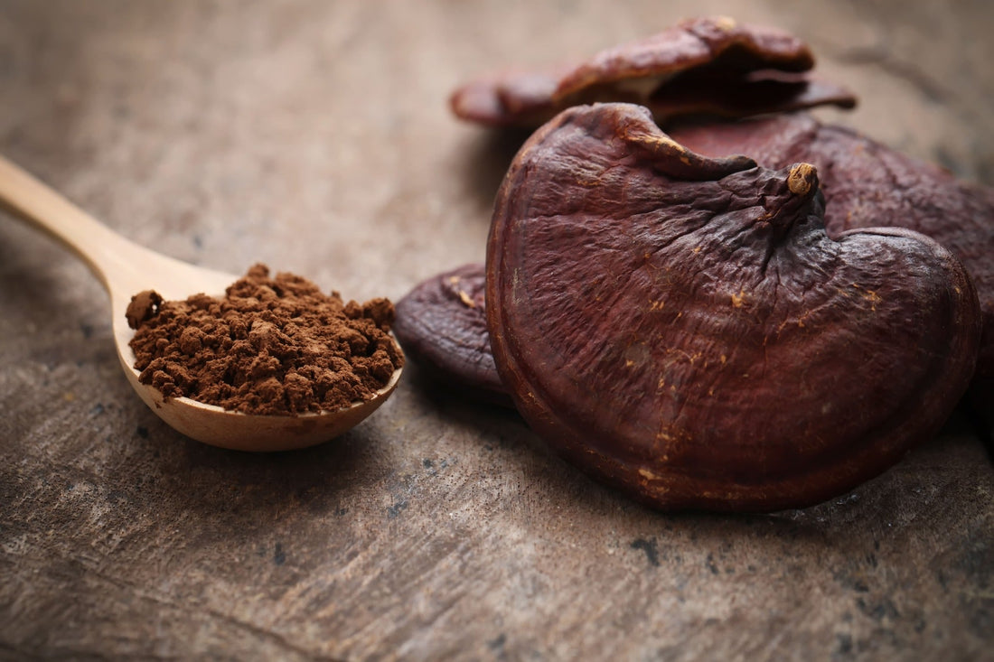 Reishi: 10 beneficios para la salud y la longevidad